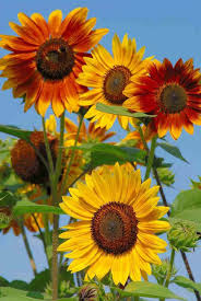 Sensational Sunflowers More Shapes