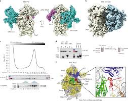 nsp1 binds the ribosomal mrna channel