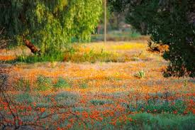 Namaqualand Spring Flower Power Desert