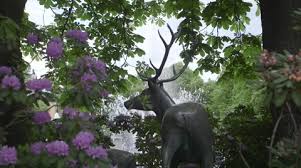 Deer In City Of Oslo Spikersup