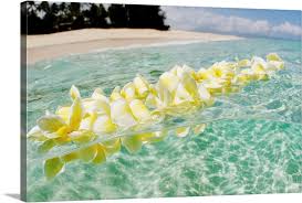 Hawaii Oahu North Shore Plumeria Lei Floating In Crystal Clear Ocean Large Solid Faced Canvas Wall Art Print Great Big Canvas