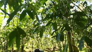 Pruning Coffee Tree Garden In Uganda