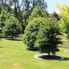 Arboriculture Lawn Care Tauranga