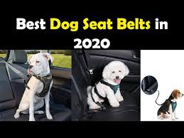 The 05 Best Dog Seat Belts In 2020