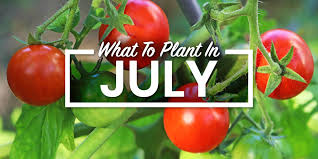 What To Plant In July In Your Vegetable