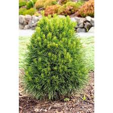 Evergreen Scotch Pine Tree