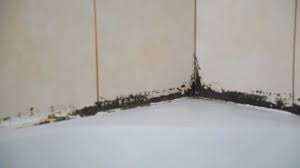 Black Mold In The Bathroom The Bat