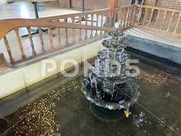 Small Fish Pond With Carp Fish And