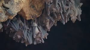 Close Up Bat Flying Stock Footage