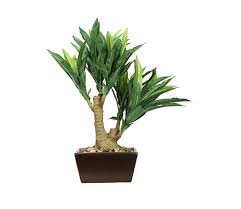 Buy Dracaena Artificial Plant With A