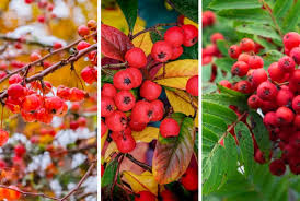 Trees For Small Gardens Compact Tree