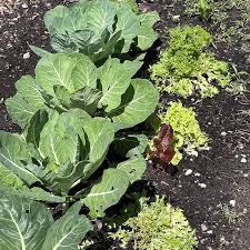 Your Vegetable Garden In Early July
