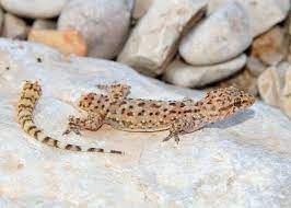 12 Surprising Facts About Geckos