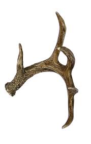 Whitetail Deer Faux Antler Cast Horn