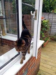 The Cat Door Alternative That Saves You