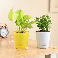 Air Purifying Indoor Plants