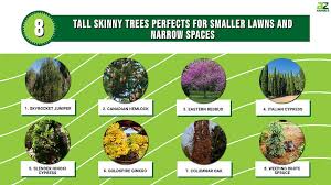The 8 Tall Skinny Trees Perfects For