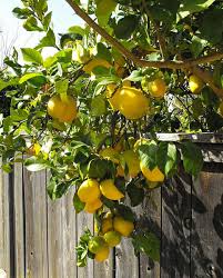 Potted Citrus Trees Citrus Plants