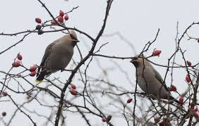 Britain Set For A Waxwing Winter With