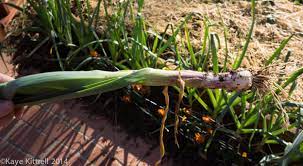 Growing Garlic In An Urban Garden