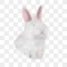 White Bunny Png Transpa Images Free