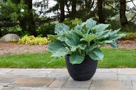 10 Hosta Garden Ideas That Wow Proven