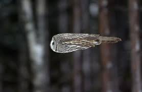 Owl In Flight R Pics