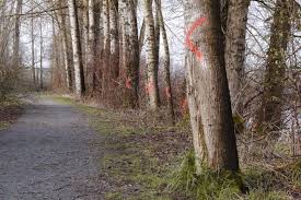 If You See Paint On Trees This Is What