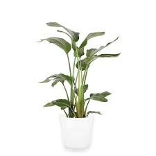 White Bird Of Paradise Indoor Plant