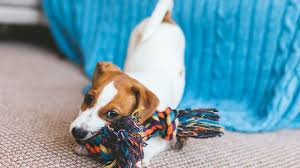 Toys To Keep Dogs Busy Tips And