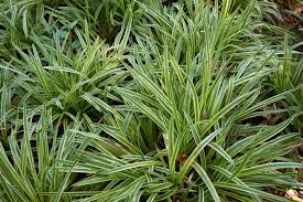 17 Best Outdoor Foliage Plants To Grow