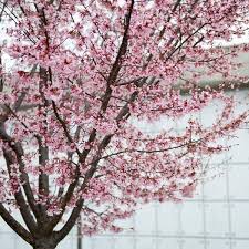 Tall Okame Japanese Cherry Tree