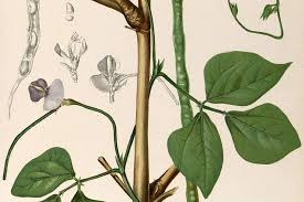 Plant Of The Month Black Eyed Pea