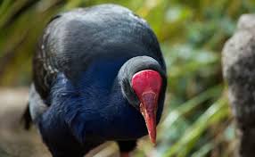 Pūkeko Wetland Birds