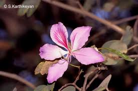 Flowering Trees I Karthik S Journal