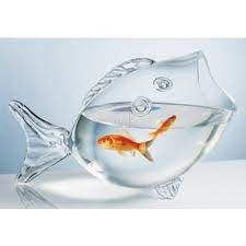 Fish Bowl Glass Fish