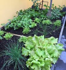 Start Planting Summer Vegetables