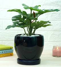 Plant Pots Buy Flowers Pot Upto 70