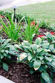 Low Maintenance Landscaping Plants For