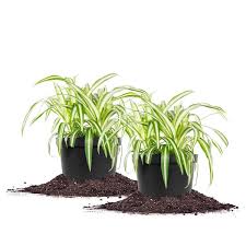 Spider Plant 6 In Pot 2 Pack