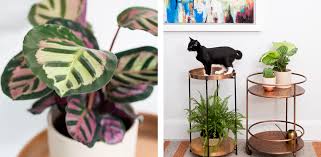 Plants That Are Safe For Pets And Low