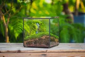 Ncyp Close Geometric Glass Terrarium