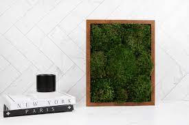 Moss Pure Live Moss Walls And Decor
