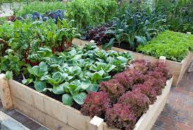 Sustainable Vegetable Garden