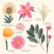Watercolor Botanical Flower Chart