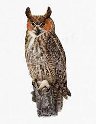 Bird Clip Art Image Great Horned Owl