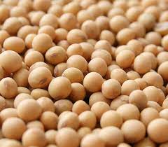 soybeans scoular