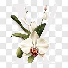 White Orchid Png Free