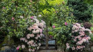 Grow Rhododendron Shrubs In The Garden