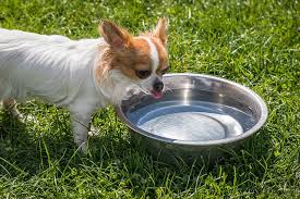 Water Bowl Make Him Sick